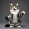 Bella Cat