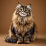 Cat Dog